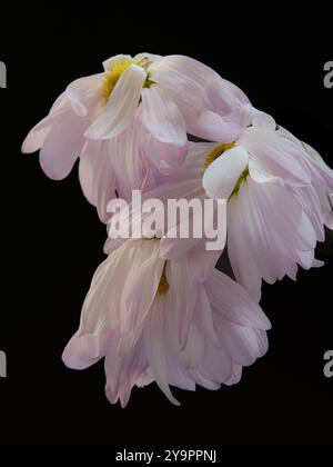 Drei persische Gänseblümchen, Chrysanthemum coccineum, deren zerbrechliche, verwelkte Blüten langsam zu sinken beginnen. Stockfoto