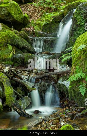 Ein kleiner Wasserfall an einem Nebenfluss des East Lyn River im Brendon Valley im Exmoor National Park, Rockford, Devon, England. Stockfoto