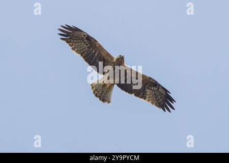 Gebooteter Adler (Hieraaetus pennatus) im Flug, Andalusien, Spanien Stockfoto