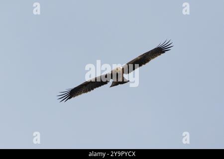 Gebooteter Adler (Hieraaetus pennatus) im Flug, Andalusien, Spanien Stockfoto