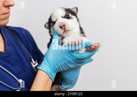 Tierarzt hält Huskywelpen in blauen Handschuhen Stockfoto