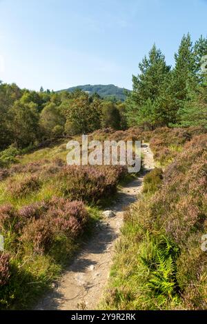 Der West Highland Way Wanderweg in der Nähe von Tyndrum, Perthshire, Schottland Stockfoto