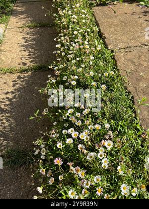 Mexikanische Gänseblümchen wachsen entlang Terrassentreppen Stockfoto