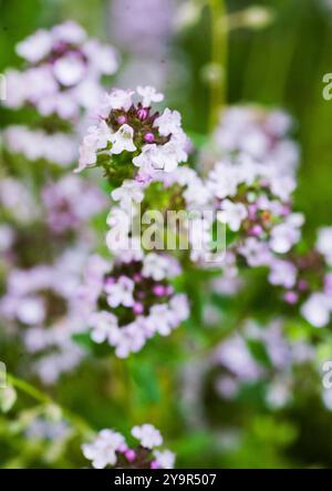 Thymus pulegioides, breitblättriger Thymian Stockfoto