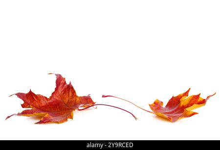 Zwei rote Herbstblätter liegen auf weißem Hintergrund. Ahornblätter isoliert auf weiß. Stockfoto