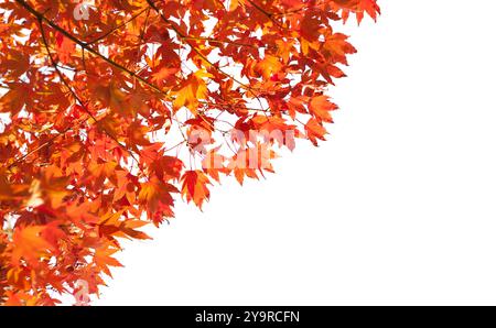 Zweige mit bunten Herbstblättern isoliert auf weißem Hintergrund. Acer palmatum (japanischer Ahorn). Selektiver Fokus. Stockfoto