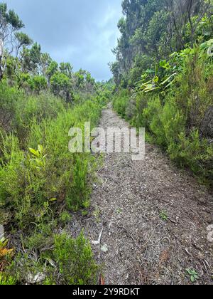 Schmaler, unbefestigter Wanderweg schlängelt sich durch üppige Heideflächen und Sträucher auf der Insel São Miguel auf den Azoren, Portugal. Stockfoto