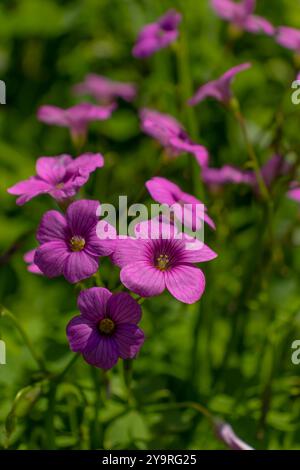 Rosa Kleeblatt / Rosa Kleeblatt / Oxalis latifolia Stockfoto