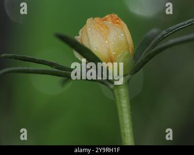 Gelbes Moos Rose Purslane Blütenknospe Stockfoto