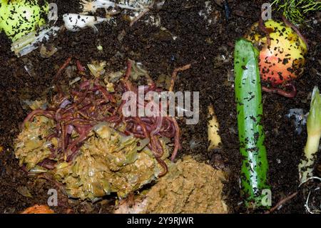 Würmer im Kompostbehälter Stockfoto