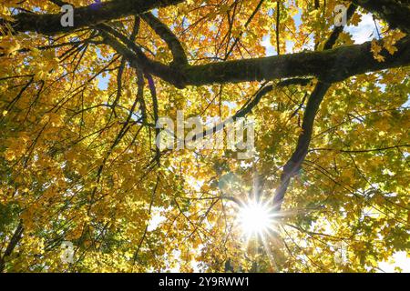 Goldener Oktober, dass bunte Herbstlaub an den Baeumen Bäumen an der Siegener Leimbachstrasse leuchtet am Mittag in der Herbstsonne. Die Sonne strahlt durch die Herbstlichen Blaetter Blätter. Herbststimmung im Siegerland am 11.10.2024 in Siegen/Deutschland. *** Goldener Oktober, die bunten Herbstblätter auf den Bäumen der Siegens Leimbachstraße leuchten in der Herbstsonne Mittag scheint die Sonne durch die Herbstblätter Herbststimmung im Siegerland am 11 10 2024 in Siegen Deutschland Stockfoto