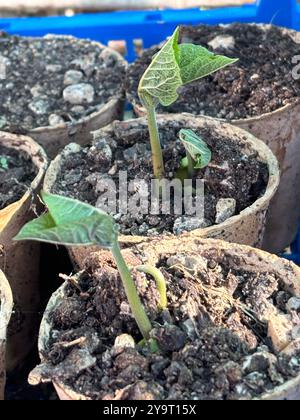 Laufbohnen (phaseolus coccineus), die im Gewächshaus von Seeds Chard Somerset England angebaut werden Stockfoto