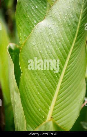 Schöne große dekorative Blätter einer Cannabislilienblüte mit Regentropfen. Abstrakter Hintergrund Stockfoto