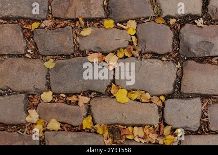 Gefallene gelbe Herbstblätter ruhen auf der Kopfsteinpflasterstraße in Vysehrad Prag Stockfoto