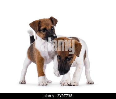 Zwei freche Fuchs-Terrier-Hundewelpen spielen. Isoliert auf weißem Hintergrund. Stockfoto