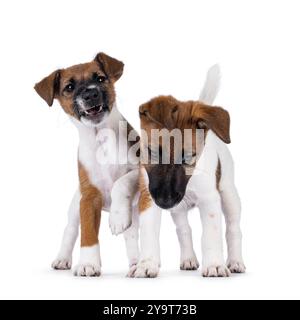 Zwei freche Fuchs-Terrier-Hundewelpen spielen. Isoliert auf weißem Hintergrund. Stockfoto