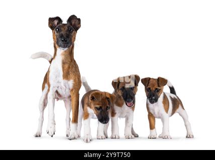 Stolzer, stillender Fuchs-Terrierhund, zeigt ihre Welpen. Blick direkt auf die Kamera. Isoliert auf weißem Hintergrund. Stockfoto