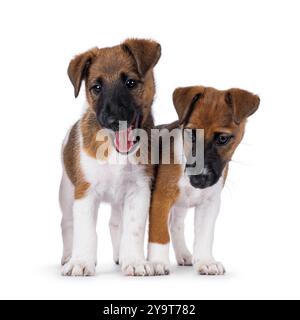 Zwei freche, glatte Fuchs-Terrier-Hundewelpen stehen nebeneinander in einer Reihe. Isoliert auf weißem Hintergrund. Stockfoto