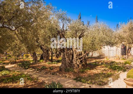 Olivenbäume (Olea Europaea) in den Garten Gethsemane, Ölberg, Jerusalem, Israel, Naher Osten Stockfoto