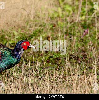 Männlicher Fasan (Phasianus Colchicus) Stockfoto