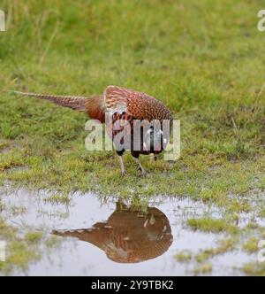Männlicher Fasan (Phasianus Colchicus) Stockfoto