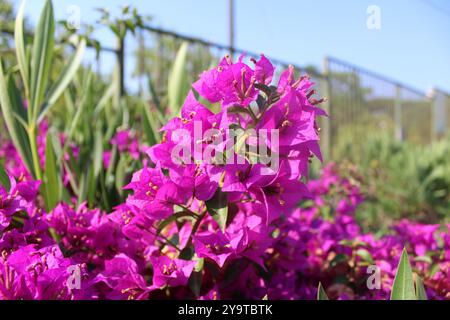 Bougainvillea-Busch mit violetten Blüten in Sizilien, Italien Stockfoto