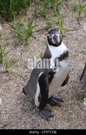 Porträt des Humboldt-Penguins Spheniscus humboldti, aufgenommen im Yorkshire Zoo, England, Großbritannien Stockfoto