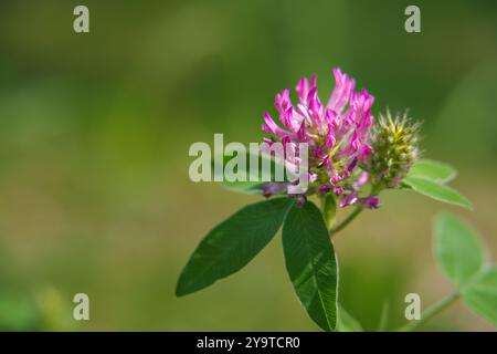 Rotklee (Trifolium pratense) in der Natur, Makronaht Stockfoto