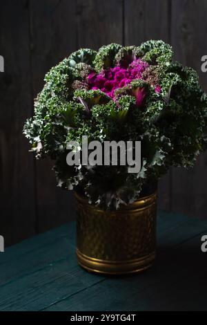 Schönes dekoratives Gemüsekohl grün mit violetter Mitte, lockige Blätter auf türkisfarbenem Hintergrund Stockfoto