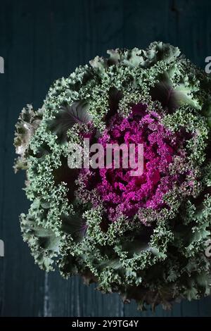 Schönes dekoratives Gemüsekohl grün mit violetter Mitte, lockige Blätter auf türkisfarbenem Hintergrund Stockfoto