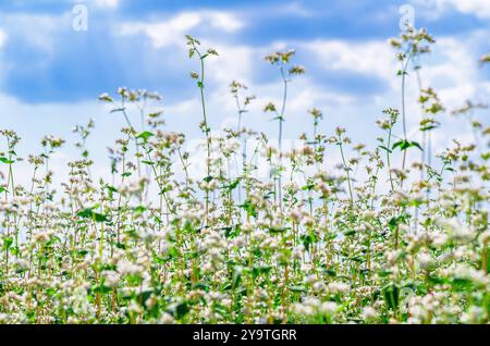 Blüte Buchweizenblüten vor blauem Himmel mit weißen Wolken. Niedriger Betrachtungswinkel. Selektiver Fokus Stockfoto