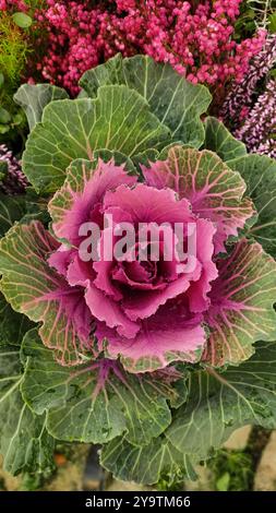 Dekorativer Kohl, der zwischen rosa Blumen wächst. Vertikales mobiles Foto Stockfoto