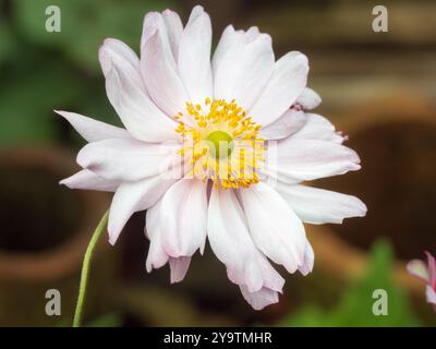 Blassrosa Halbblume vom Spätsommer bis Herbst blühend Hardy mehrjährige, Anemone x hybrida „Queen Charlotte“ Stockfoto