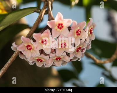 Helle, wachsige Blüten mit roten Mittelpunkten im Kopf der nachlaufenden, frostempfindlichen Epiphytenwachspflanze Hoya carnosa Stockfoto