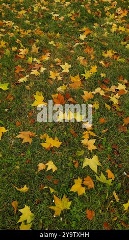 Farbenfrohe Herbstblätter auf grünem Gras im Stromovka Park. Vertikales mobiles Foto Stockfoto