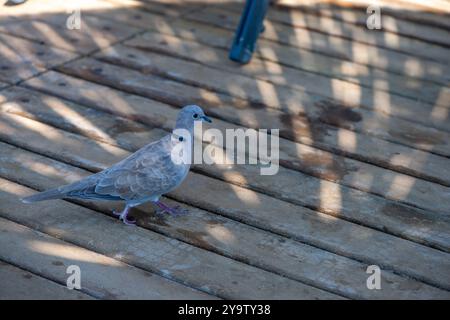 Eine friedliche Szene einer Taube im Schatten eines Strohschirms an der Bucht, die Natur und Ruhe an der Küste verbindet. Stockfoto