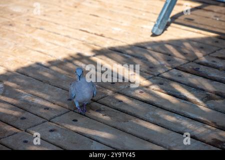 Eine friedliche Szene einer Taube im Schatten eines Strohschirms an der Bucht, die Natur und Ruhe an der Küste verbindet. Stockfoto