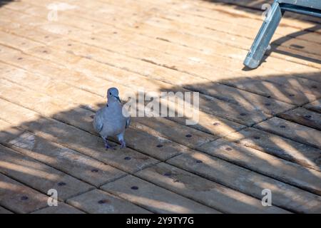 Eine friedliche Szene einer Taube im Schatten eines Strohschirms an der Bucht, die Natur und Ruhe an der Küste verbindet. Stockfoto