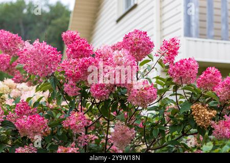 Hortensia paniculata Vanille Fraise auf einem Stamm Stockfoto