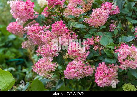 Hortensia paniculata Vanille Fraise auf einem Stamm Stockfoto