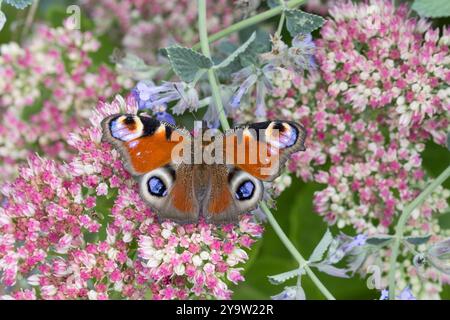 Tagpfauenauge, Blütenbesuch an Fetthenne, Tag-Pfauenauge, Aglais io, Inachis io, Nymphalis io, Pfauenmotte, europäischer Pfau, Pfauenbutter Stockfoto