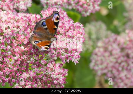 Tagpfauenauge, Blütenbesuch an Fetthenne, Tag-Pfauenauge, Aglais io, Inachis io, Nymphalis io, Pfauenmotte, europäischer Pfau, Pfauenbutter Stockfoto