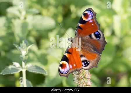 Tagpfauenauge, Blütenbesuch, Tag-Pfauenauge, Aglais io, Inachis io, Nymphalis io, Pfauenmotte, europäischer Pfau, Pfauenfalter, Le Paon Stockfoto