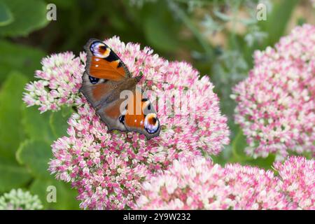 Tagpfauenauge, Blütenbesuch an Fetthenne, Tag-Pfauenauge, Aglais io, Inachis io, Nymphalis io, Pfauenmotte, europäischer Pfau, Pfauenbutter Stockfoto