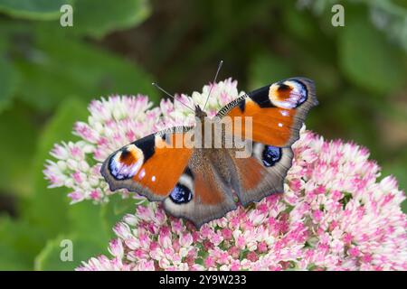 Tagpfauenauge, Blütenbesuch an Fetthenne, Tag-Pfauenauge, Aglais io, Inachis io, Nymphalis io, Pfauenmotte, europäischer Pfau, Pfauenbutter Stockfoto