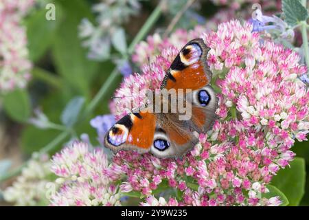 Tagpfauenauge, Blütenbesuch an Fetthenne, Tag-Pfauenauge, Aglais io, Inachis io, Nymphalis io, Pfauenmotte, europäischer Pfau, Pfauenbutter Stockfoto