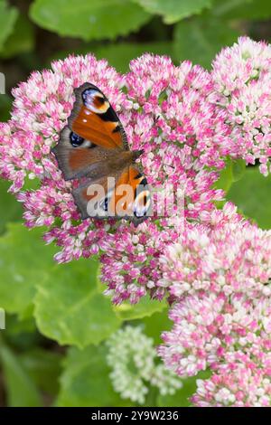 Tagpfauenauge, Blütenbesuch an Fetthenne, Tag-Pfauenauge, Aglais io, Inachis io, Nymphalis io, Pfauenmotte, europäischer Pfau, Pfauenbutter Stockfoto