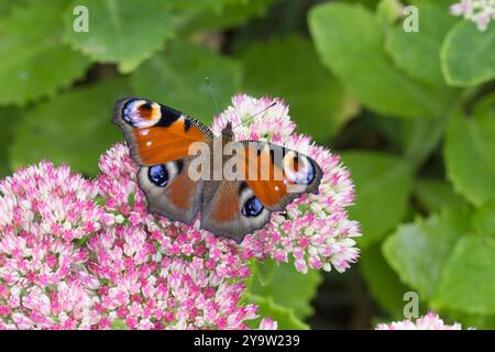 Tagpfauenauge, Blütenbesuch an Fetthenne, Tag-Pfauenauge, Aglais io, Inachis io, Nymphalis io, Pfauenmotte, europäischer Pfau, Pfauenbutter Stockfoto