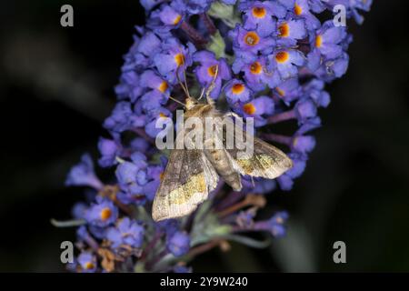 Messingeule, Blütenbesuch an Schmetterlingsflieder, Buddleja, nachts im Garten, Nacht, Dunkelheit, nachtaktiv, Messing-Eule, Diachrysia chrysitis, Plu Stockfoto