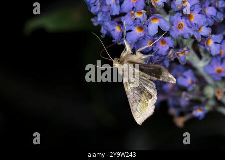 Messingeule, Blütenbesuch an Schmetterlingsflieder, Buddleja, nachts im Garten, Nacht, Dunkelheit, nachtaktiv, Messing-Eule, Diachrysia chrysitis, Plu Stockfoto